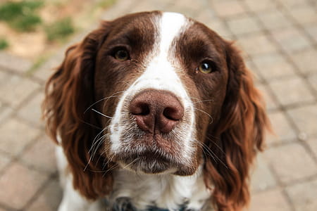 Close-Up Photography of Furry Dog thumbnail