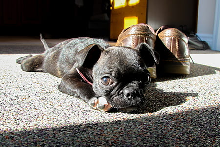 short-coated black puppy beside pair of brown leather shoes thumbnail
