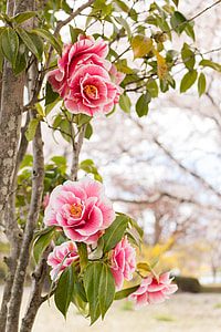 pink flowers and green leaves thumbnail