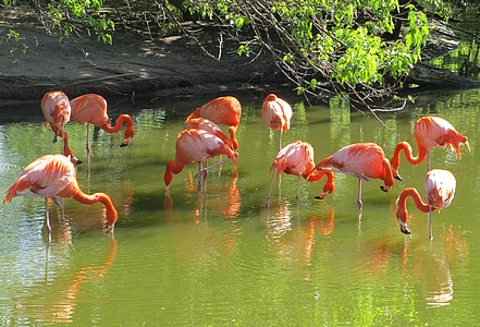 group of flamingos on river thumbnail