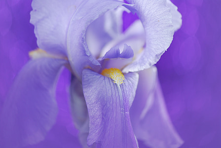 selective focus photography of purple iris flower thumbnail