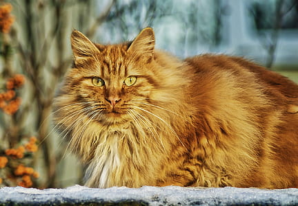 selective focus photography of cat laying on ground thumbnail