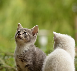 silver and white tabby cats thumbnail