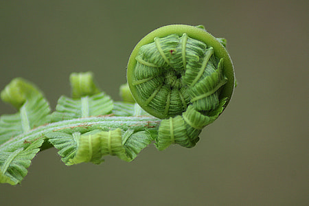 green leaf plant thumbnail