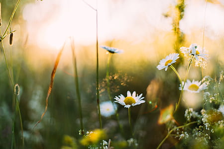white daisy flowers macro photography thumbnail