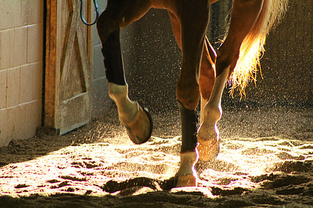brown horse thumbnail