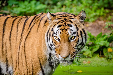 Tiger on Green Lawn Grass thumbnail
