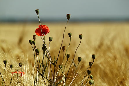red poppy flower in closeup photo thumbnail