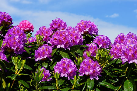pink clustered flowers closeup photography thumbnail