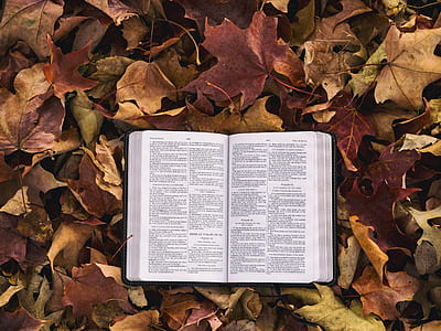 white labeled book opened on dried brown maple leaves thumbnail