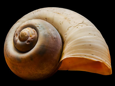 brown sea shell on black surface thumbnail