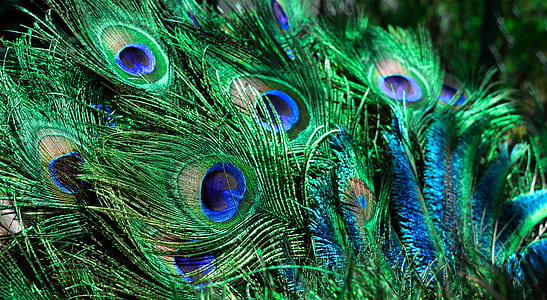 peacock feather in closeup photography thumbnail