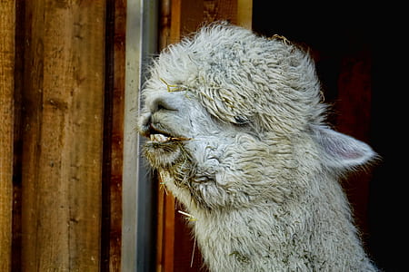 animal, mammal, portrait, fur thumbnail