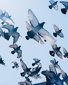 flock of birds flying under clear blue sky during daytime thumbnail
