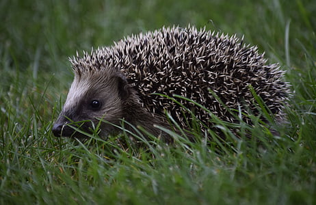gray and white hedgehog on ground at daytime thumbnail