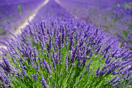 blue lavender field selective-focus photo at daytime thumbnail