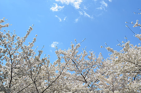 worm's-eyed view of cherry blossom tree thumbnail