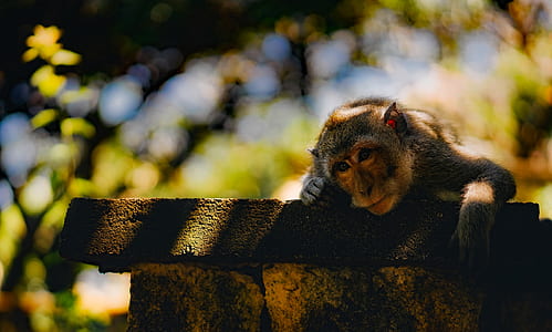 brown monkey hanging on wall thumbnail