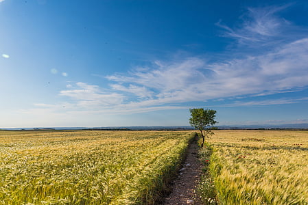 green cornfield under white and blue sky thumbnail