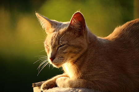 orange tabby cat thumbnail