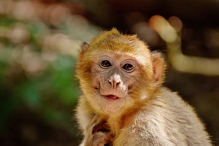 selective focus photography of brown monkey thumbnail
