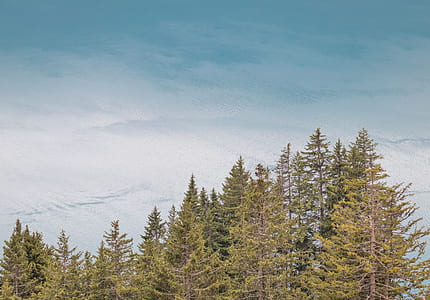 green pine trees thumbnail