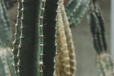 Macro Shot of Cactus thumbnail