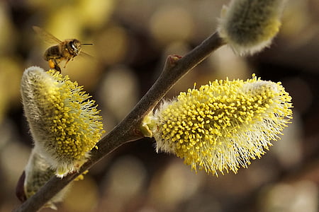 selective focus photo of brown bee pollinating on yellow flower bud thumbnail