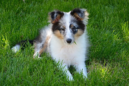 medium-coated white and brown dog lying on green grass thumbnail