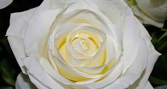 close view of  a white Rose thumbnail