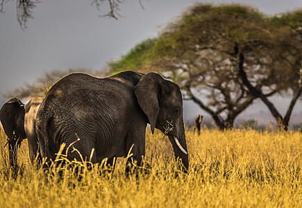 Black Elephant on Grass Field thumbnail