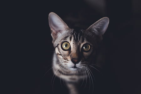 grey cat thumbnail