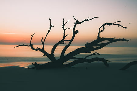 silhouette of drift wood thumbnail