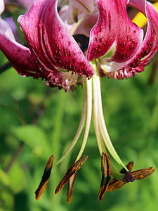 bloomed red petaled flower in selective focus photography thumbnail