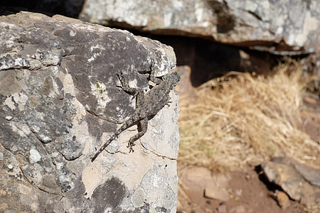 Rock Lizard, Basking Lizard thumbnail