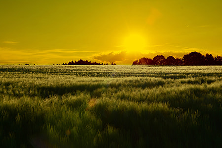 photo of green grass on sunrise thumbnail