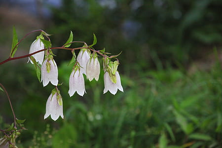 white bell flowers thumbnail