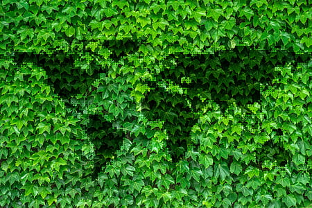 green leafed plants thumbnail