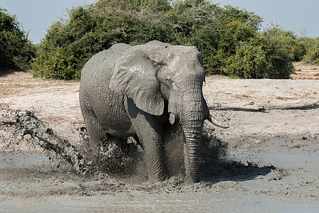 grey elephant on body of water near green plants during daytime thumbnail