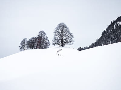 bare tree on the snowy field photography thumbnail