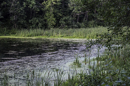 Swampy end of Stewart Lake County Park thumbnail