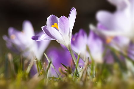 purple petaled flower thumbnail