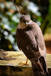 Brown Hawk on Brown Wooden Slab thumbnail
