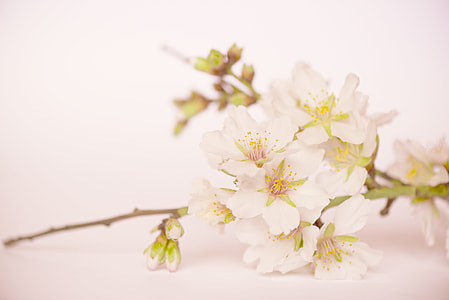 close-up photography of white petaled flowers on white background thumbnail
