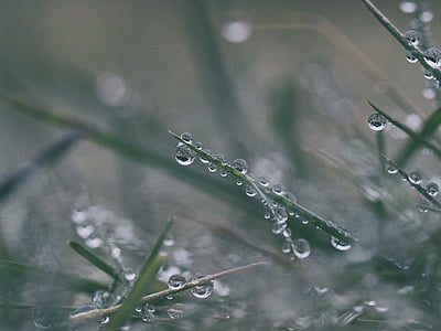 grass and water drop thumbnail