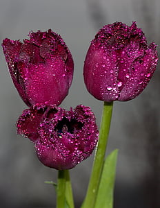 shallow focus photography of three maroon flowers thumbnail