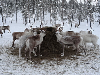 herd of bucks surrounded by trees thumbnail