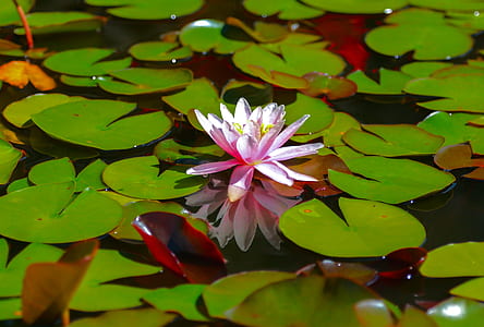 pink lotus flower surrounded by lily pads thumbnail