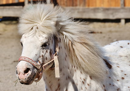 selective focus photography of white and brown donkey thumbnail
