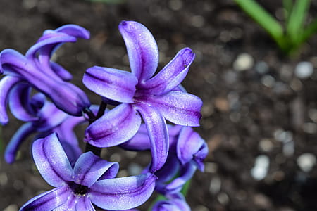 Selective Focus Photography Larkspur's Flower thumbnail